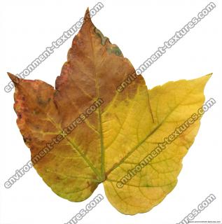 Leaves 0039